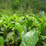 Camellia Sinensis plante Thé_1688578566703