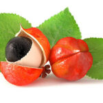 Guarana, 3d ingredient